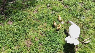 Duckling hatching time!