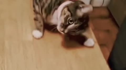 Funny cat video very very funny