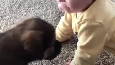 Baby and Doggies #1