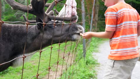 Boys Feed Caribou Reindeer In Wildlife Conservation Park