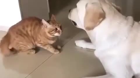 When you realy want to be a friend of a handsome dog