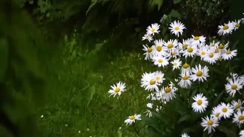 4K Flowers Video for Relaxation + Mind Stream music || Beautiful Flowers ~ Planet Earth Amazing.