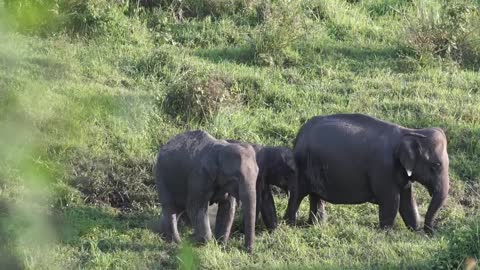The Herd of Asian Elephants..🐘🐘🐘