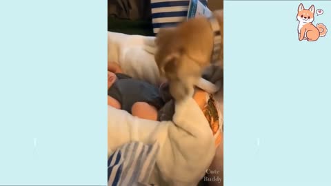 Trained dogs flip flop WITH BABIES. Try not to laugh HAHAHAHA