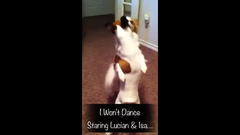 funniest dancing dogs