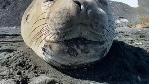 have you seen cute seals sneeze yet ???