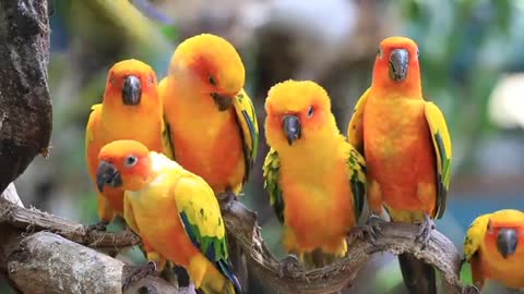 Sun Conure Parrots Resting On A Branch 2021