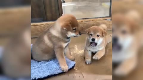Little Puppy Angry...!! Cute Funny Two Puppy