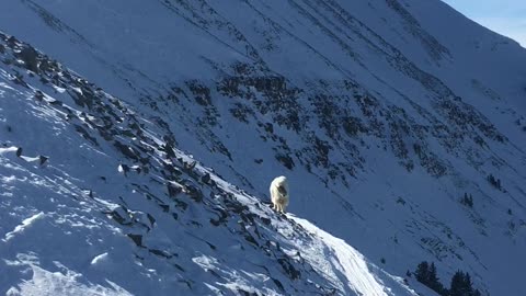 Skier Meets Mountain Goat at 10,000 Feet