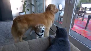 Puppy cleverly hides under dad while attacking cat