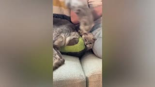 Best Funny Animal Videos Of The 2022🤣Funniest Cats And Dogs Videos😺😍