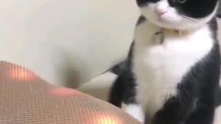 Look at the Reaction of that Cat SO Funny