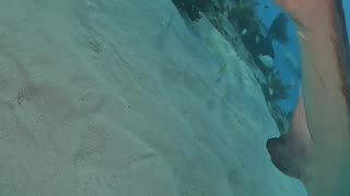 Diver Visits His Tiger shark Friend