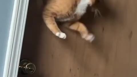 Funny cats short video