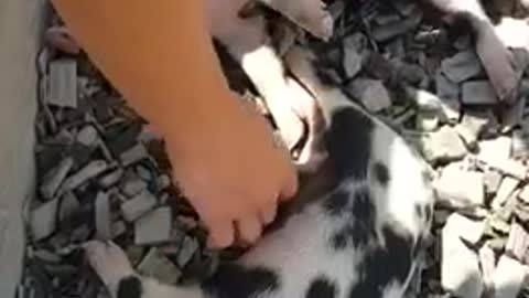 Piglets belly rub oink