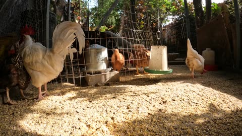 Backyard Chickens Fun Video Sounds Noises Hens Clucking Roosters Crowing ASMR!