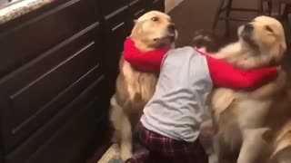 Adorable Baby Boy Made Trick on His Two Golden Dogs