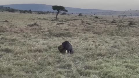 Brave Gemsbok Take Down LIONS With Their Horns To Save Baby Gemsbok Untamed Beauty Close Encounters