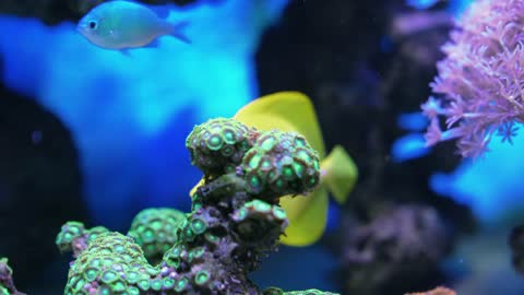 Colorful tropical aquarium, fish swimming in the corals