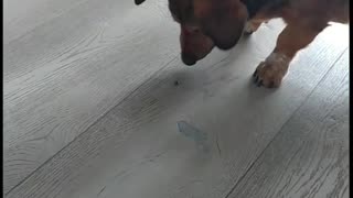 Dog trying to eat earwig