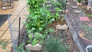 Spinach Bolting? | Quick Garden Tour