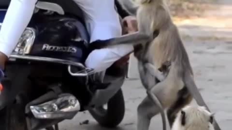 Hero Animals Trying Save Human Live! #shorts