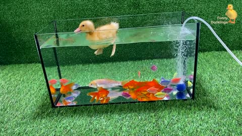 Baby Duck Duckling, Goldfish, Koi Carp Fish