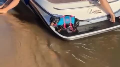 Little dog Rescued but jumped from the boat😯