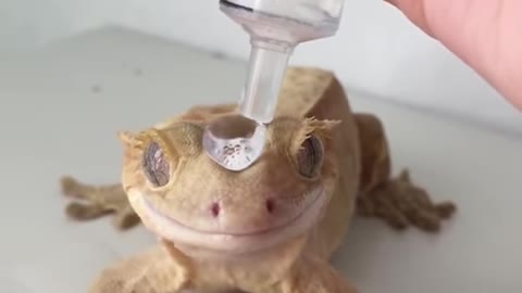 Owner gives frog a water crown
