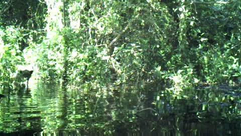 Isolated Jaguar Population In Brazilian Wetlands Defies Deer Eating Loner