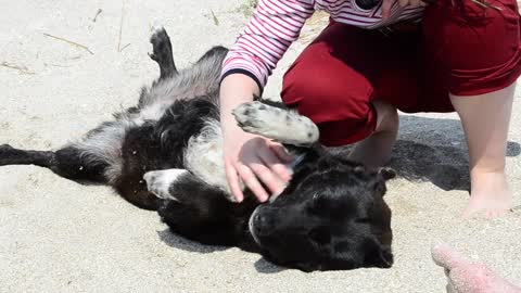 Dog laying down for a belly scratch