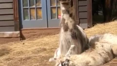 Alpaca youngster adorably demands attention from mom