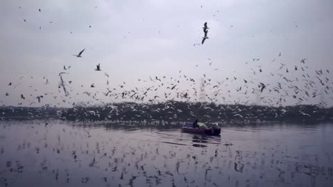 Feathers and Flights: Exploring Avian Wonders.