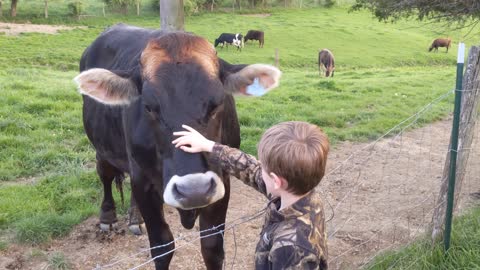 Herman The Cow