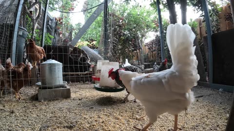 Backyard Chickens Fun Relaxing Video Sounds Noises Hens Clucking Roosters Crowing!