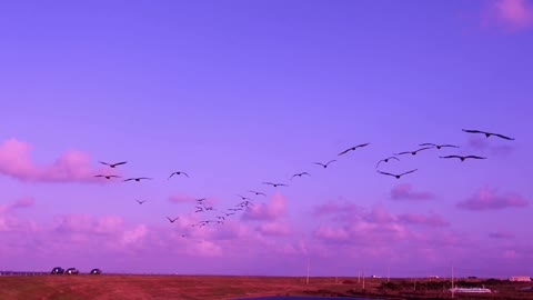 Pelicans Flying Over Purple-Pink Sunset