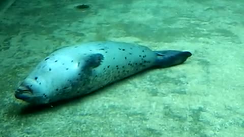 A Small Compilation of Some Hecking Sea Doggo (Seal) Videos (HECK)