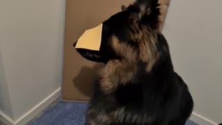 Unfortunate puppy gets cheesed and is not impressed