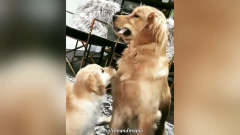 Cute Golden Retriever Puppies Playing With Mom