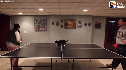 Cat Plays Ping Pong | The Dodo
