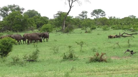 Lion attack on buffalo