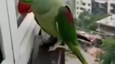 how cute is this parrot knocking on the window calling out his mom