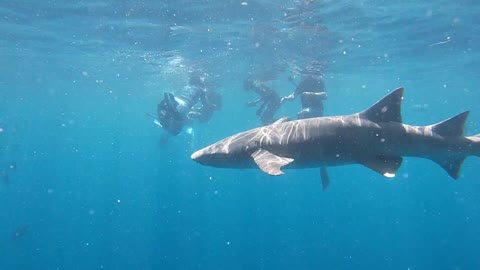 Maldives - Swimming with Sharks