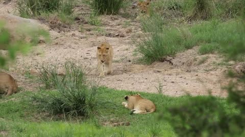 Lion Cubs In The Wild