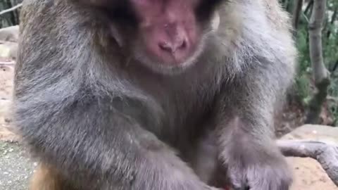 funny monkey Reaction (3)