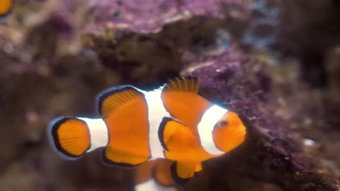 Beautiful and very rare orange fish