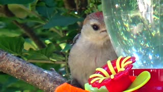 Thirsty Red-bellied woodpecker