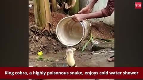 Watch King cobra enjoys cold water shower
