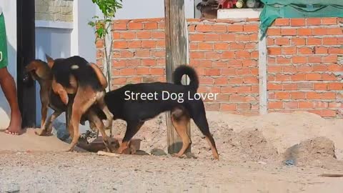 Animal Mating - Street Dog Lover