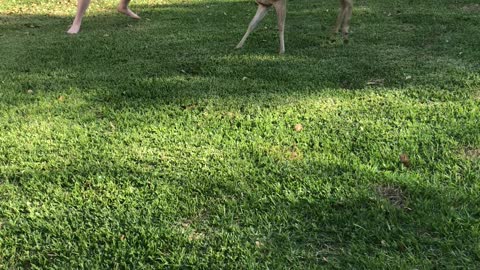 Boy Plays Tag With Deer in Backyard